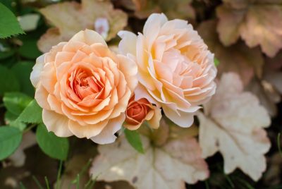 オレンジのバラの花言葉の意味や品種は？花束の値段や購入店も