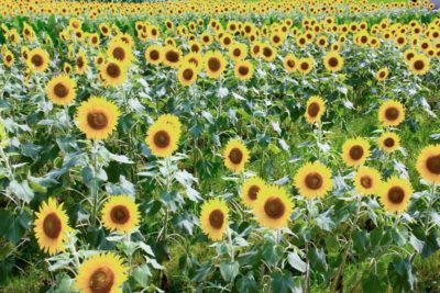 ひまわりの花言葉は恐怖の意味も！？信頼や笑顔に隠された理由とは？