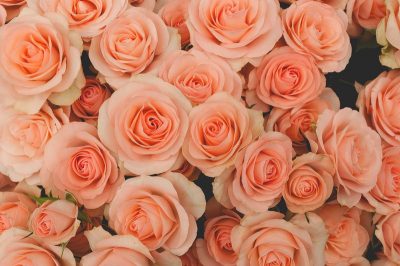 オレンジのバラの花言葉の意味や品種は？花束の値段や購入店も