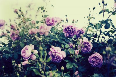 紫のバラの花言葉の意味や品種は？花束の値段はいくら？