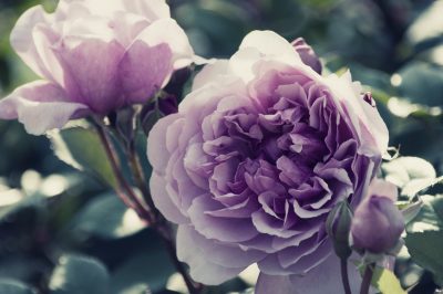 紫のバラの花言葉の意味や品種は？花束の値段はいくら？