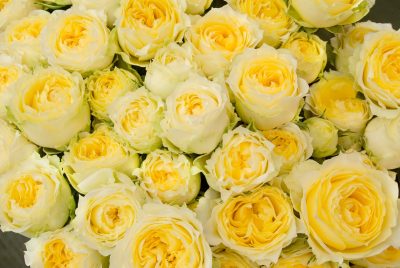 黄色いバラの花言葉の意味や由来は？花束の値段や種類も