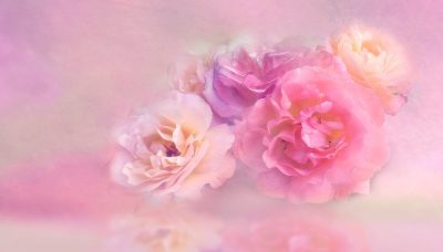 バラの本数の意味や花言葉は？彼女との記念日やプロポーズにおすすめなのはどれ？