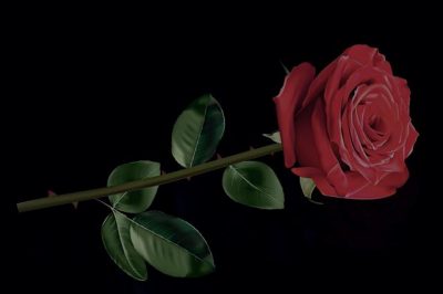 黒いバラの花言葉の意味や由来！品種や花束の値段はいくら？