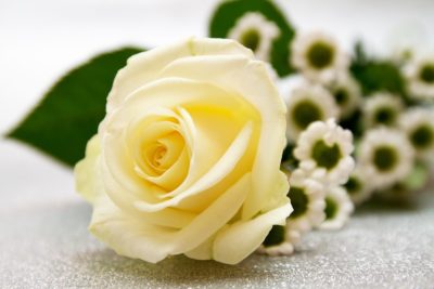 白いバラの花言葉の意味や値段は？