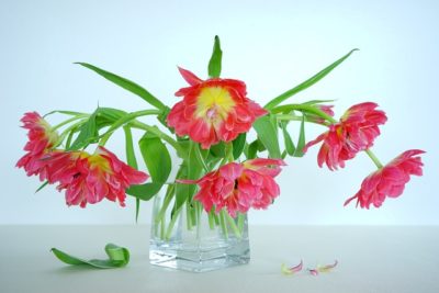 桜の花言葉の意味は忘れないで以外にも？由来をソメイヨシノなど品種別に紹介