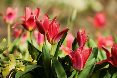 チューリップの花言葉を本数や色別で違う！思いやり以外にも怖い意味もあった！？