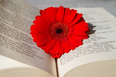 ガーベラの花言葉には感謝や卒業の意味も？赤やピンク・白など色別に紹介