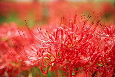 彼岸花の花言葉は赤と白で違う？怖い意味の由来とは？