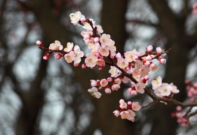 梅の花言葉の意味が怖いけど由来は？赤・ピンク・白の色別に紹介！