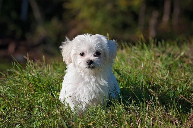 志村どうぶつ園 遠藤憲一の愛犬って 妻の昌子との子供の名前や年齢は