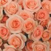 オレンジのバラの花言葉の意味や品種は？花束の値段や購入店も