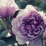 紫のバラの花言葉の意味や品種は？花束の値段はいくら？