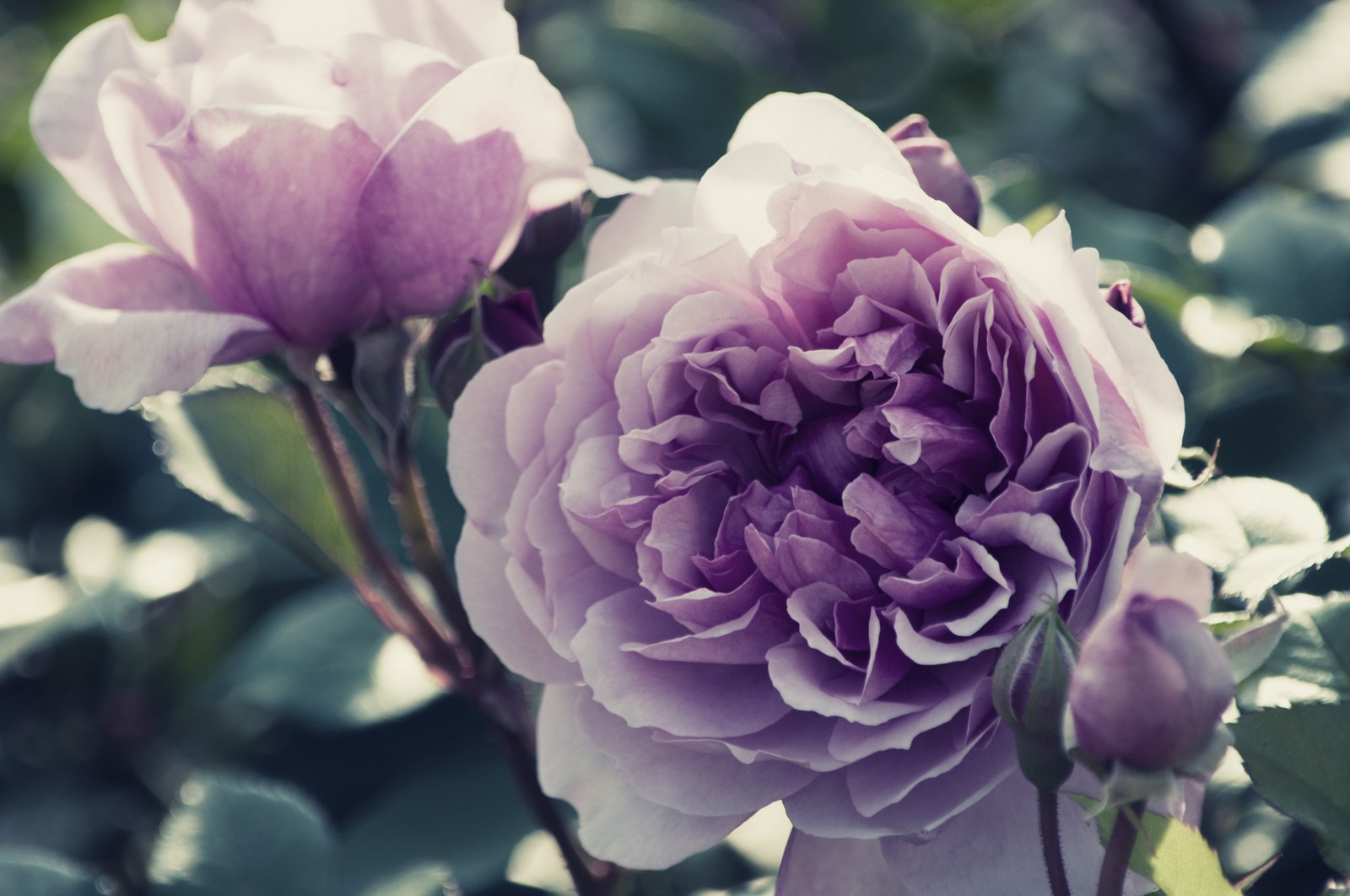 紫のバラの花言葉の意味や品種は 花束の値段はいくら Coco S Blog