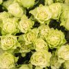 緑のバラの花言葉には意外な意味！？品種や花束の値段も