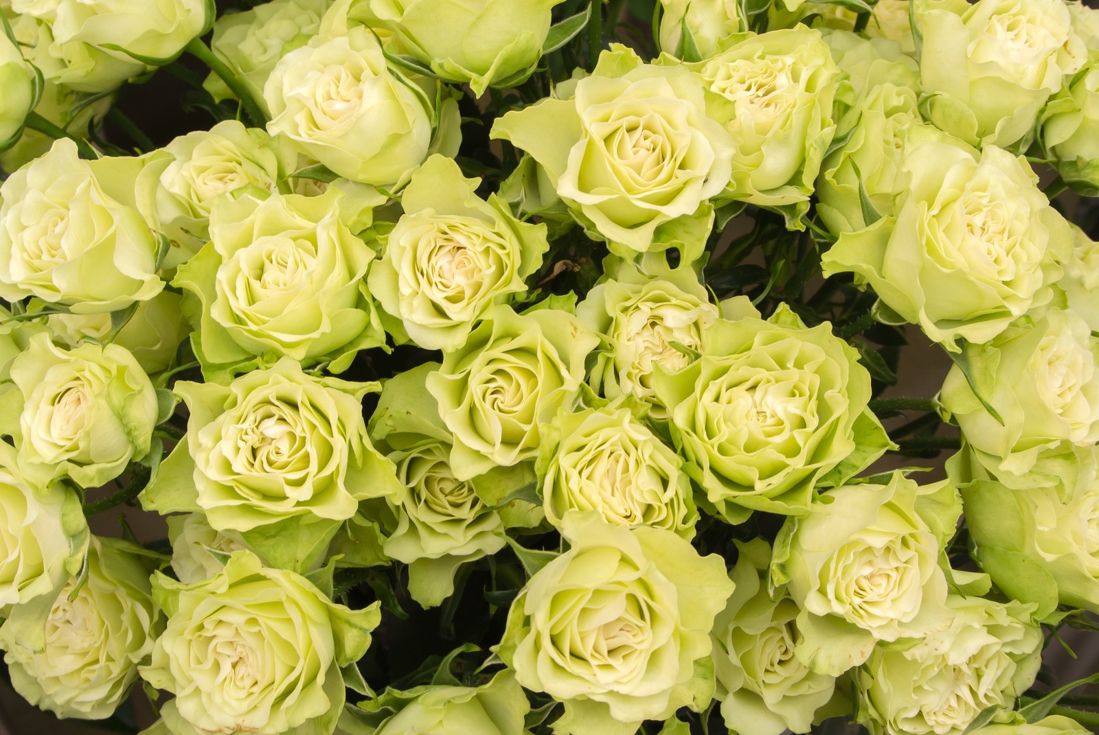 緑のバラの花言葉の意味とは 品種や花束の値段も