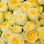 黄色いバラの花言葉の意味や由来は？花束の値段や種類も