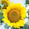 ひまわりの花言葉は恐怖の意味も！？信頼や笑顔に隠された理由とは？