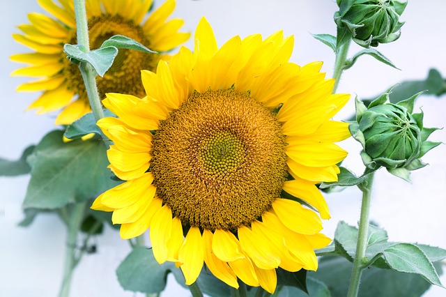 ひまわりの花言葉には恐怖の意味も 信頼や笑顔に隠された理由とは