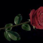 黒いバラの花言葉の意味や由来！品種や花束の値段はいくら？