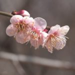 桜の花言葉の意味は忘れないで以外にも？由来をソメイヨシノなど品種別に紹介