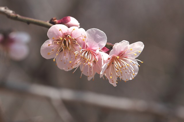 桜の花言葉の意味は忘れないで以外にも 由来をソメイヨシノなど品種別に紹介