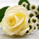 白いバラの花言葉の意味や値段は？