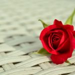 赤いのバラの花言葉の意味や品種は？花束の値段はいくら？