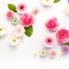 花言葉で健康を願う意味を持つ花は？回復や長生き(長寿)などのおすすめ