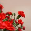 母の日の花言葉！親への感謝や親愛を伝えるのにぴったりの意味を持つ花はどれ？