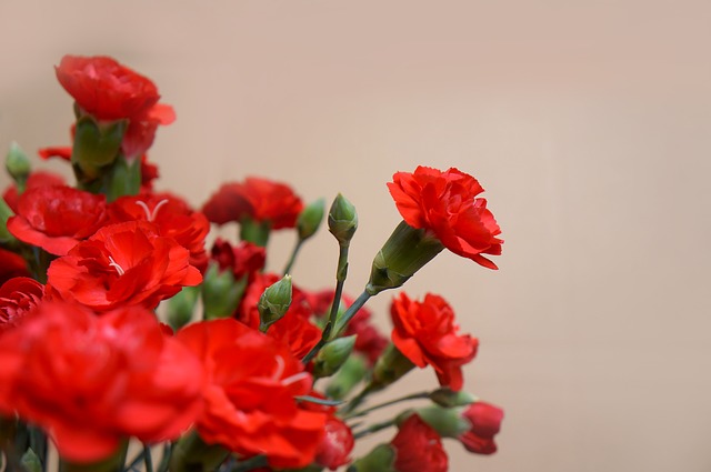 母の日の花言葉！親への感謝や親愛を伝えるのにぴったりの意味を持つ花はどれ？
