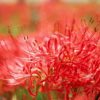 彼岸花の花言葉は赤と白で違う？怖い意味の由来とは？