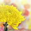 菊の花言葉の意味は怖い？黄色や白・赤など色別で違う？